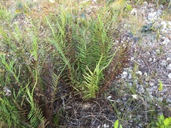 Pteris bahamensis