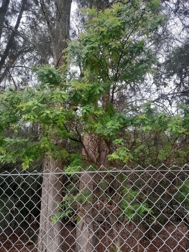 Foto de Pata-de-vaca