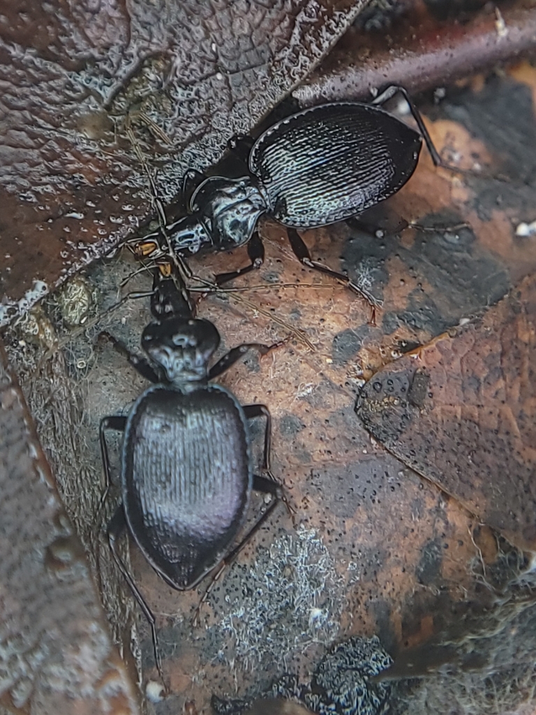 Heart-shaped Thorax Snail-eating Beetle