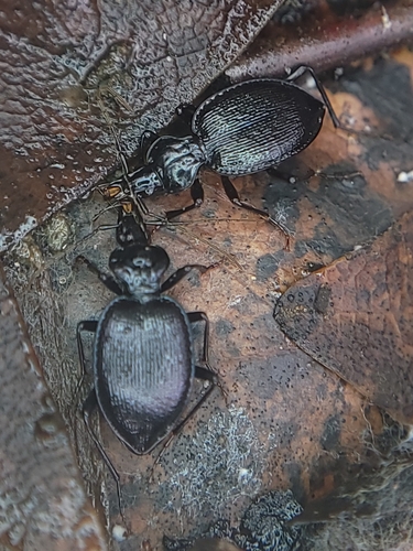 Heart-shaped Thorax Snail-eating Beetle