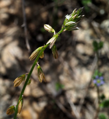 Polygala monspeliaca