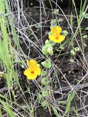 Erythranthe glaucescens