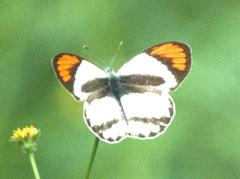 Colotis euippe