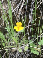 Erythranthe glaucescens
