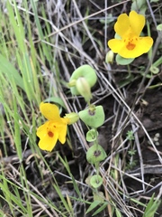 Erythranthe glaucescens