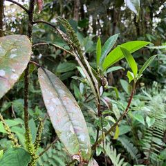 Anolis gemmosus