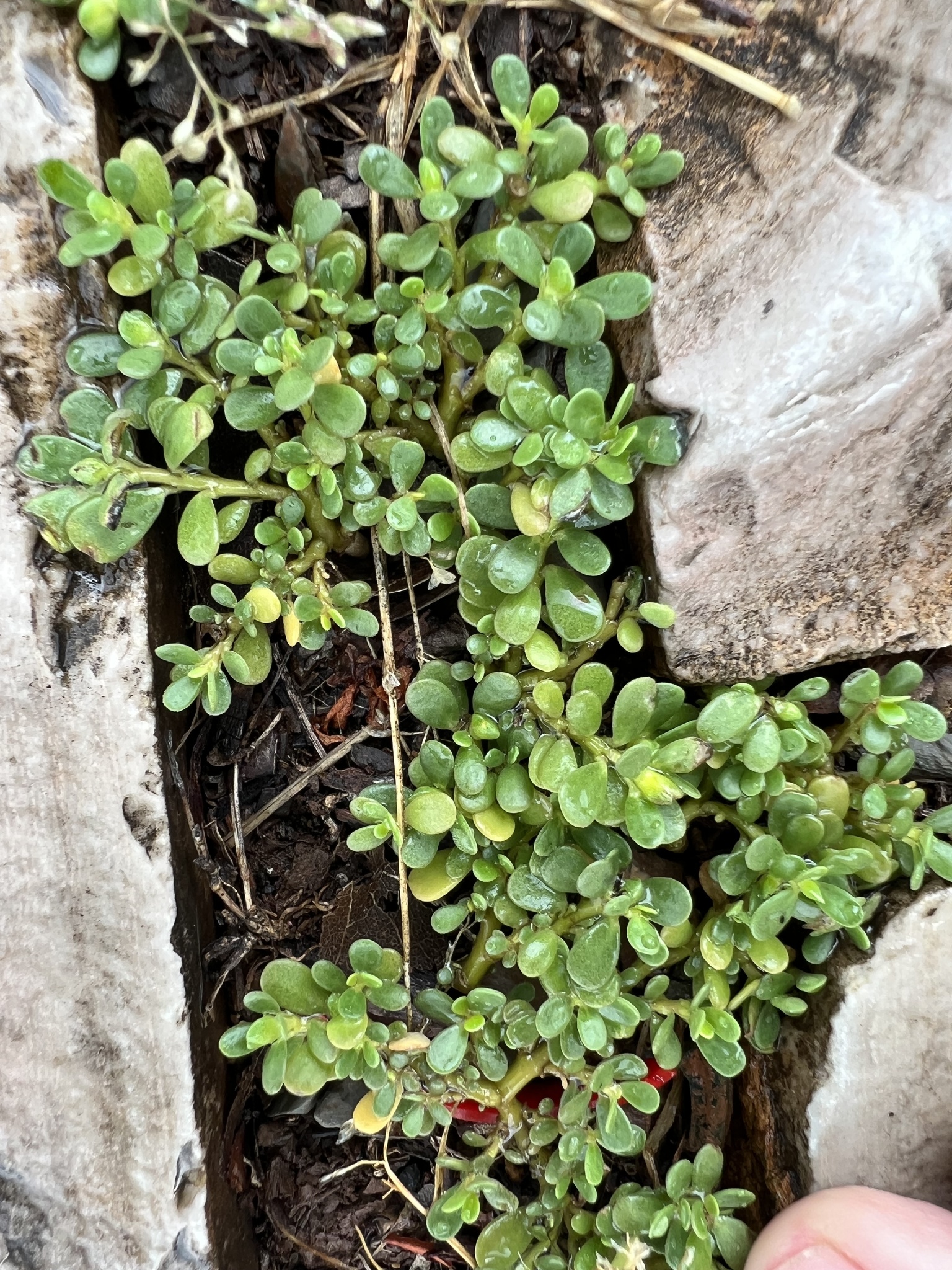 Portulaca oleracea