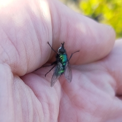 Gymnocheta viridis