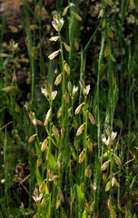 Polygala monspeliaca