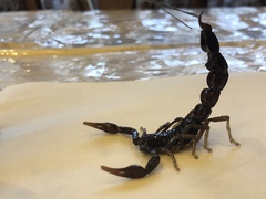 Androctonus crassicauda