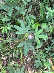 Mimosa pudica image