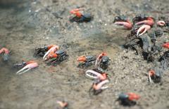 Austruca occidentalis