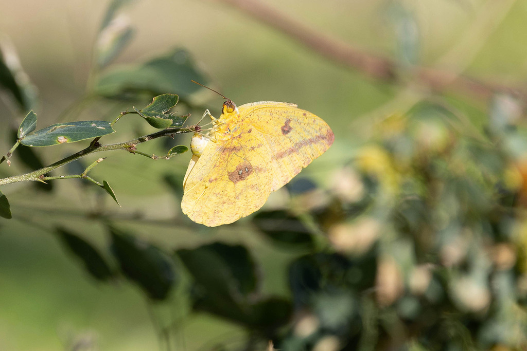Large Orange Sulphur from National Butterfly Center, 3333 Butterfly