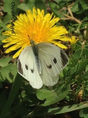 Pieris rapae rapae