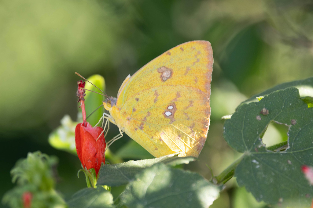 Cloudless Sulphur from National Butterfly Center, 3333 Butterfly Park
