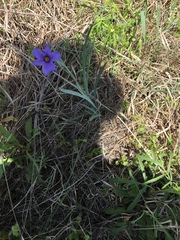 Sisyrinchium pruinosum