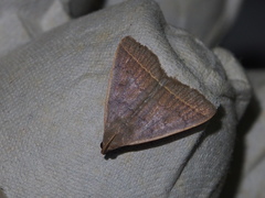 Simplicia cornicalis