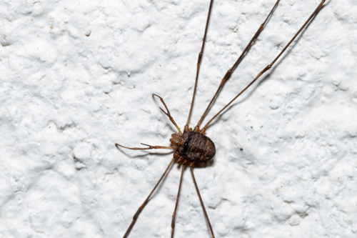 Photo of Fork-palped Harvestman (Dicranopalpus ramosus)