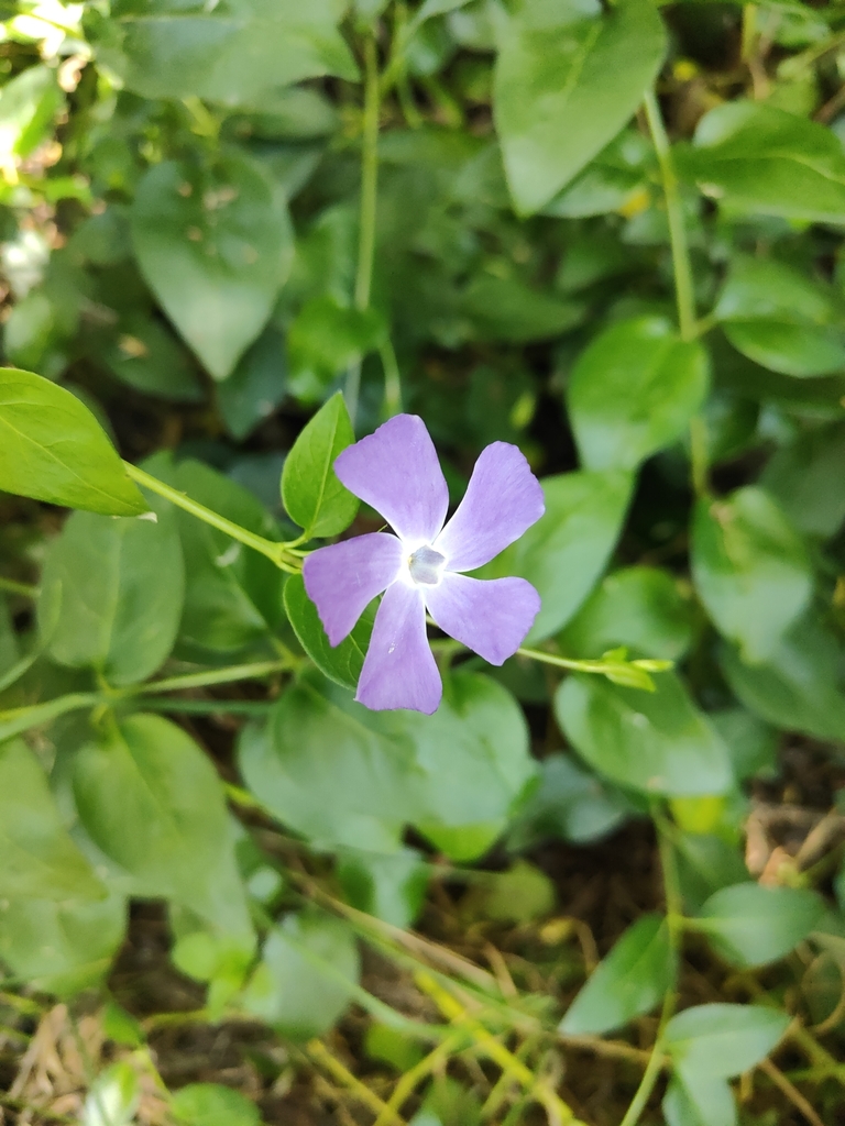 Foto de Vinca