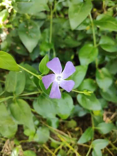 Vinca