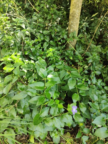 Foto de Vinca