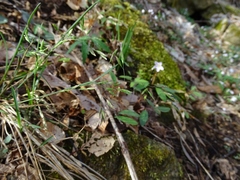 Poa cuspidata