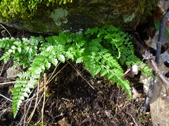 Cystopteris protrusa