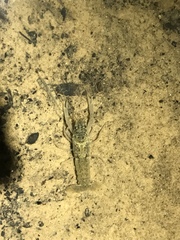 Cambarus tenebrosus