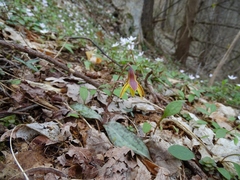 Erythronium umbilicatum