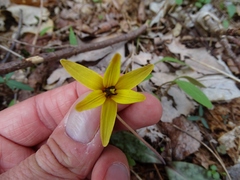 Erythronium umbilicatum