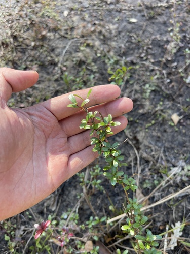 Image of Viburnum obovatum by (c) Brandon Corder, some rights reserved (CC BY)