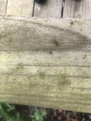 Camponotus snellingi