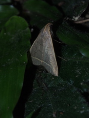 Simplicia cornicalis