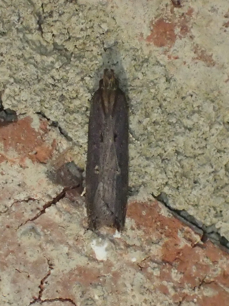 Eye-ringed Chionodes Moth and Allies