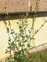 Brassiceae