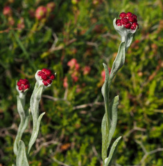 Helichrysum sanguineum