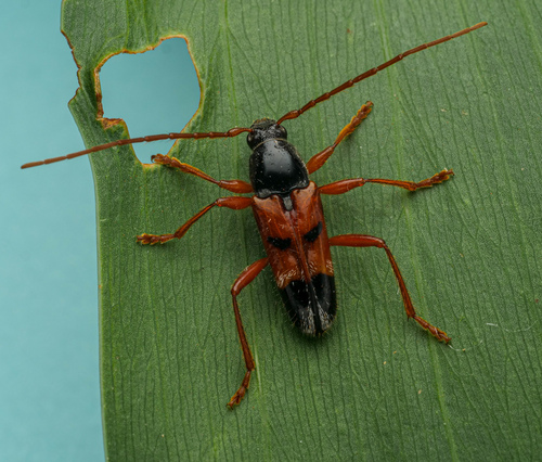Anastetha raripila