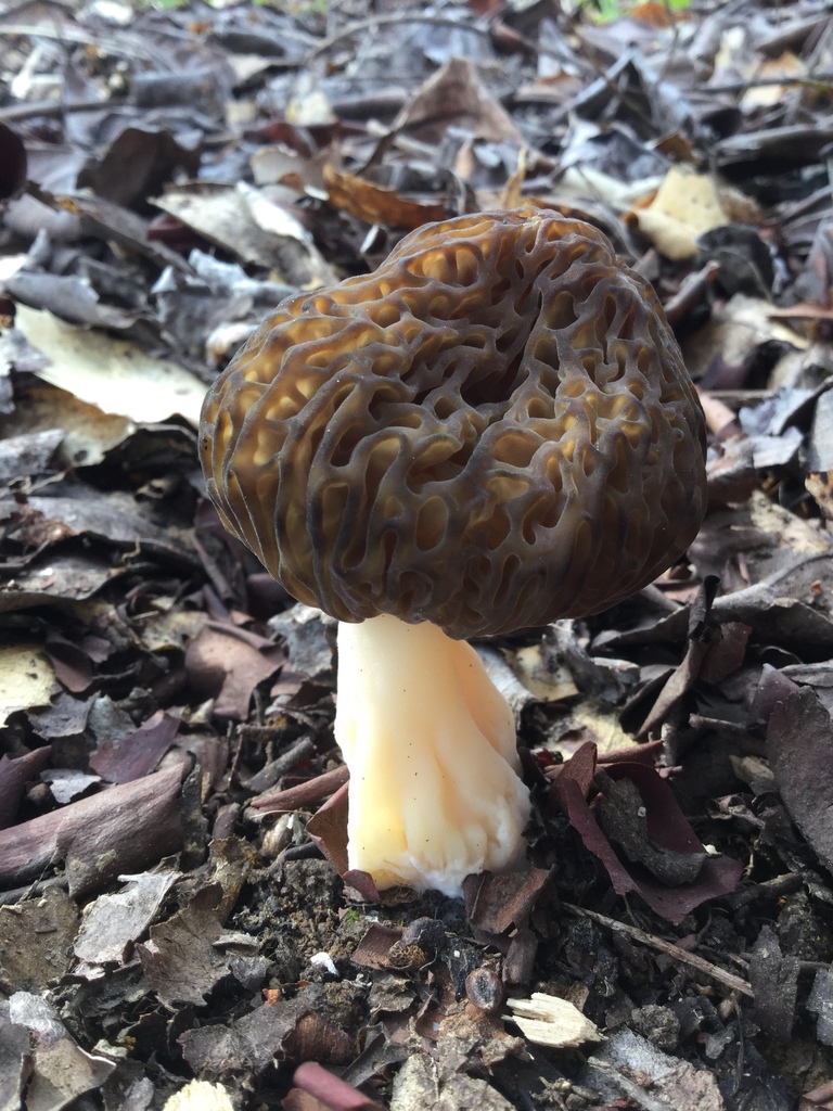 true morels in April 2019 by Warren Cardimona · iNaturalist