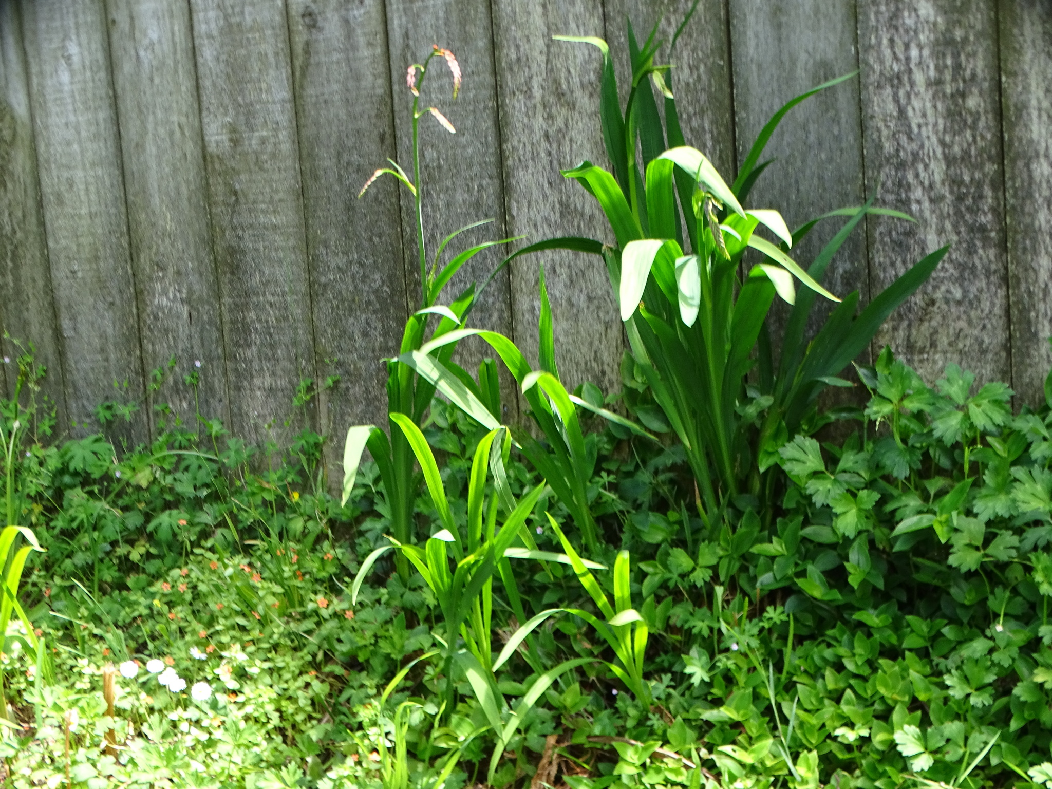 Imagem de Montbretia