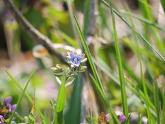 Veronica triphyllos
