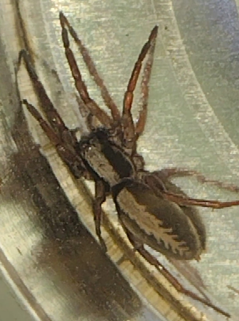 Teminius agalenoides