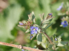 Veronica triphyllos