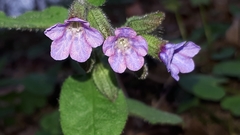 Pulmonaria officinalis
