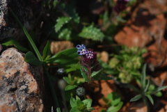 Anchusa variegata