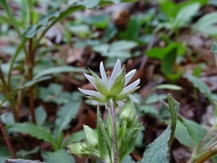 Stellaria corei