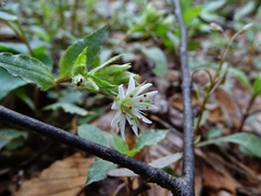 Stellaria corei