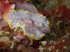 Prostheceraeus moseleyi