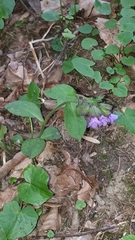 Pulmonaria officinalis