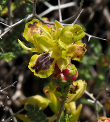 Ophrys lutea galilaea