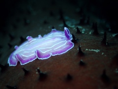 Prostheceraeus roseus